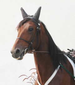 Ugly Duckling 160923-7